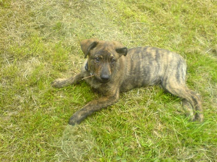 Blanding af racer Vaks - fandt sig lige en pind billede 6