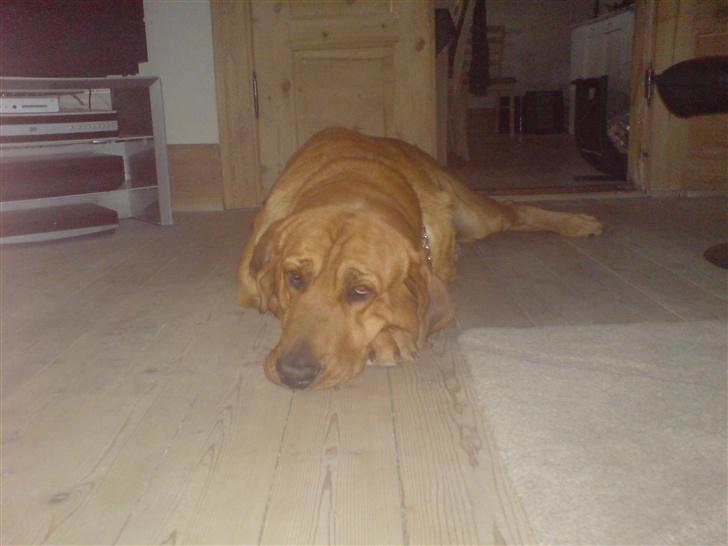 Broholmer fakse  billede 2