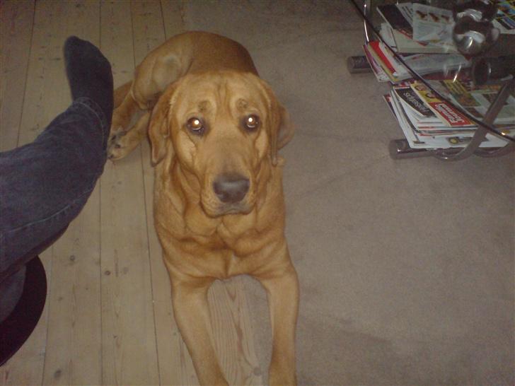 Broholmer fakse  billede 3