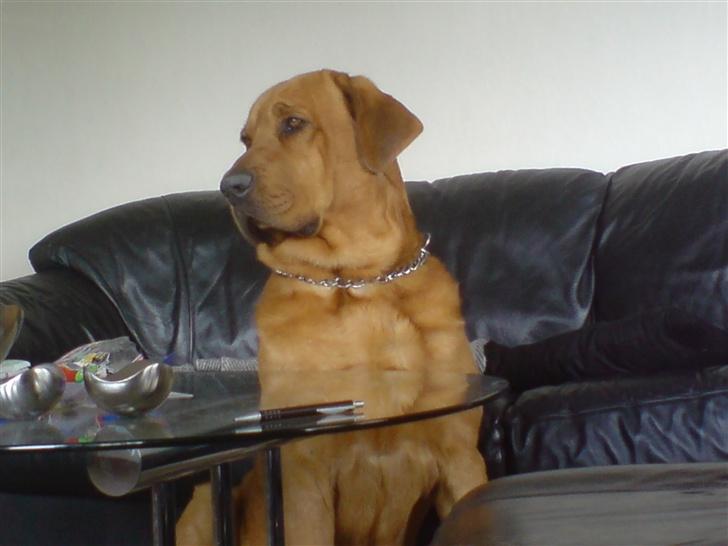 Broholmer fakse  billede 4