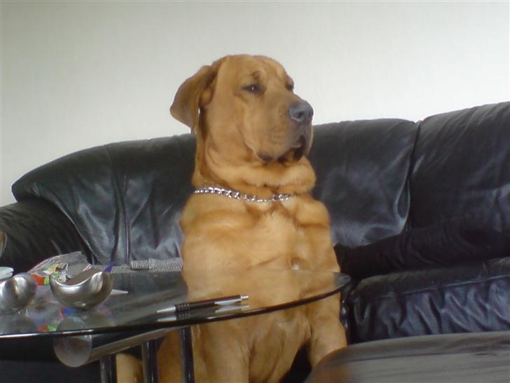 Broholmer fakse  billede 5