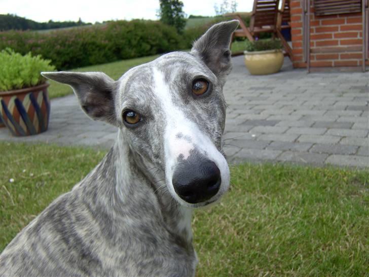 Whippet Sea Leopards`ndeed Neala billede 1