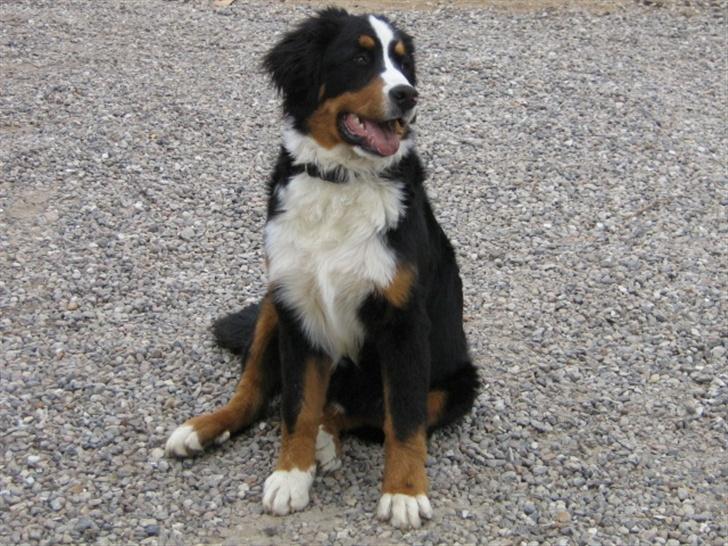 Berner sennenhund Manse - 6 mdr billede 8