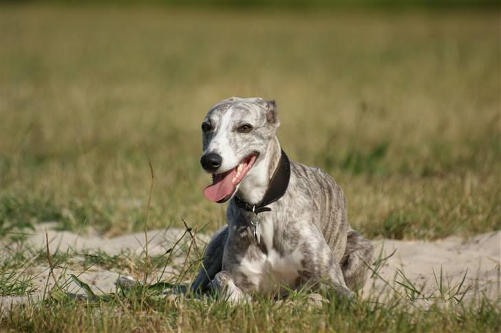 Whippet Sea Leopards`ndeed Neala billede 3