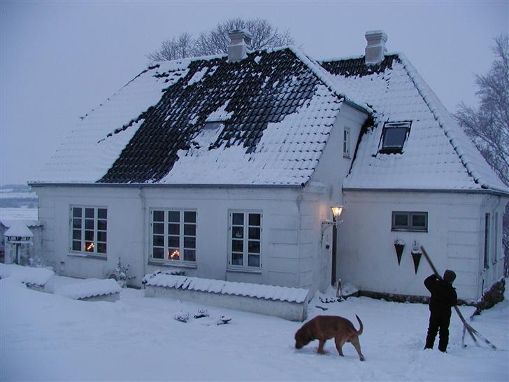 Broholmer fakse  billede 6