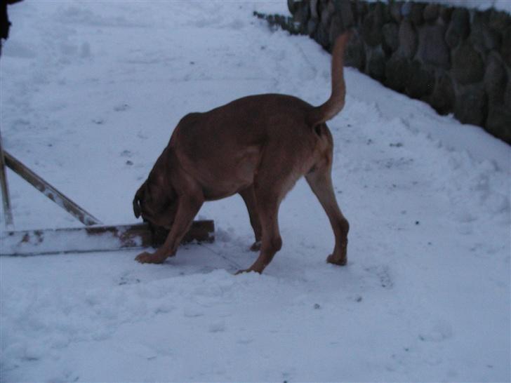 Broholmer fakse  billede 7