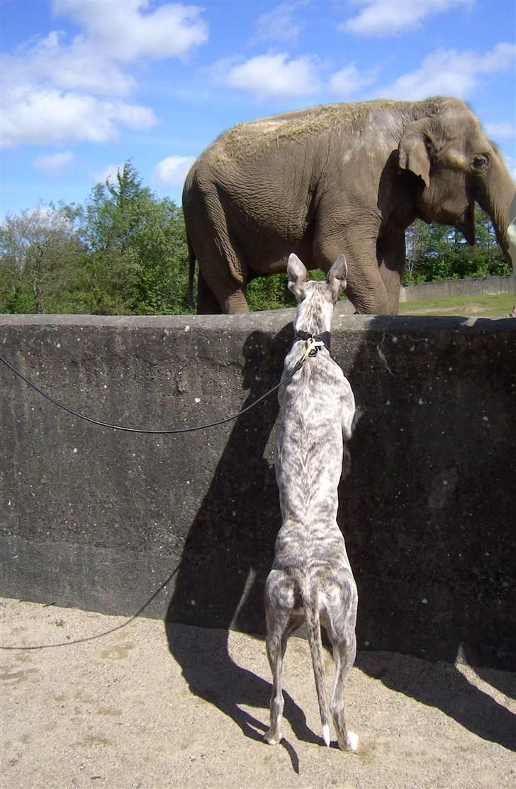 Whippet Sea Leopards`ndeed Neala - Givskud Zoo.. "En hund med hale både for og bag???" billede 4