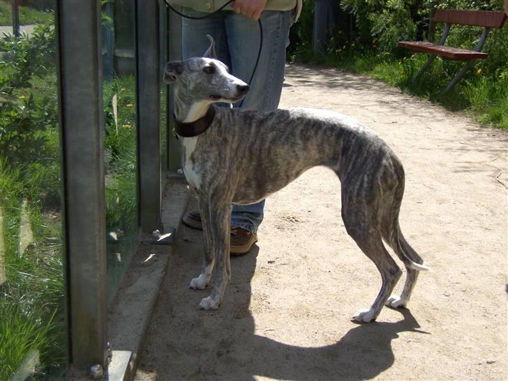 Whippet Sea Leopards`ndeed Neala - Givskud Zoo billede 5