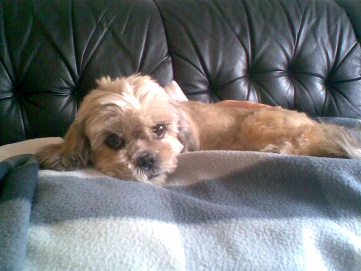 Shih tzu Emma R.I.P billede 3