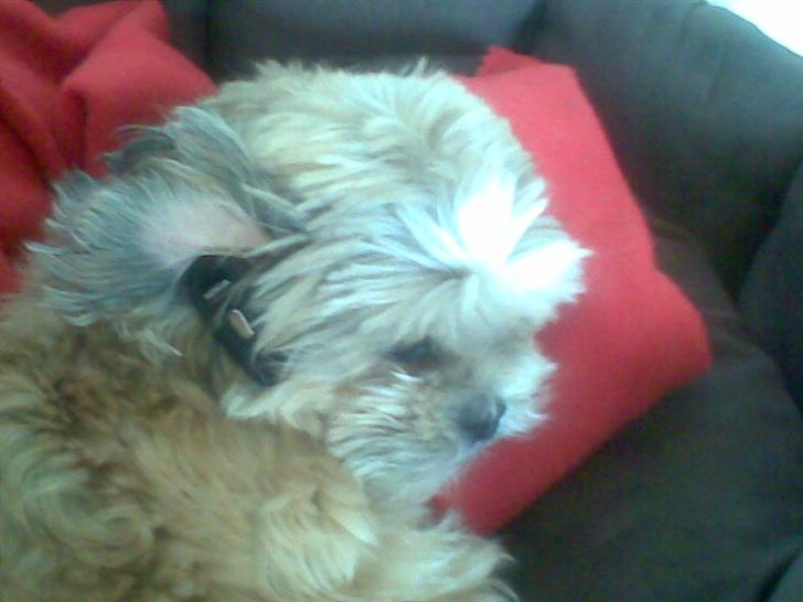 Shih tzu Emma R.I.P billede 4
