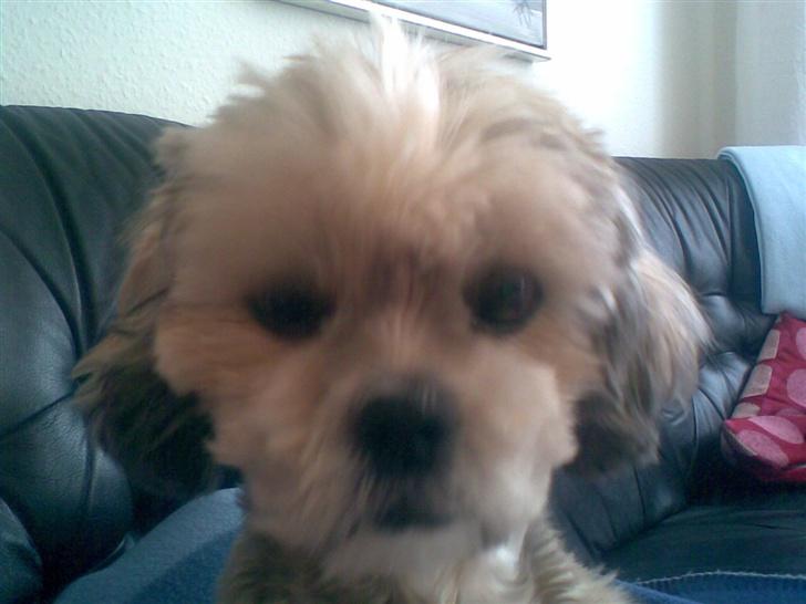 Shih tzu Emma R.I.P billede 5