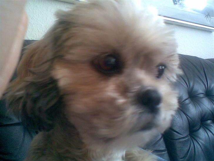 Shih tzu Emma R.I.P billede 6