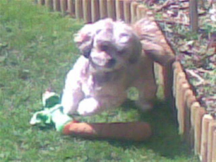 Shih tzu Emma R.I.P billede 7