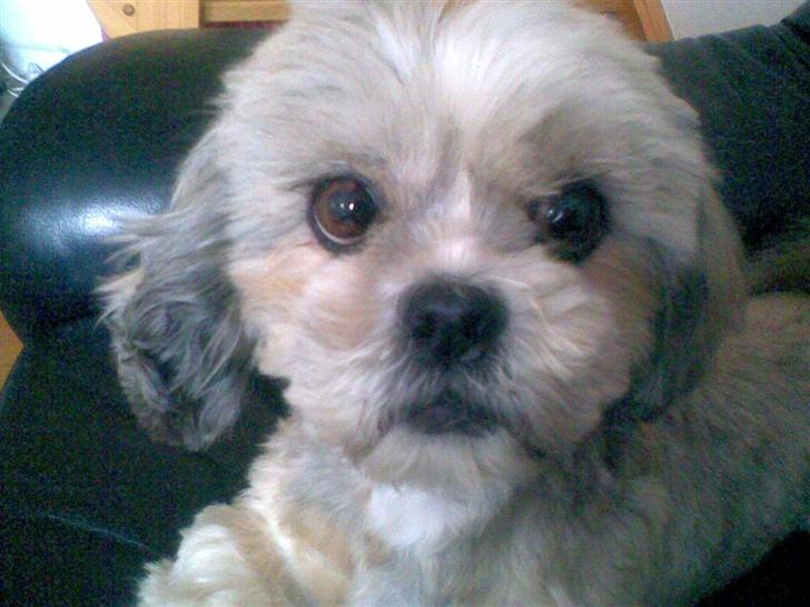 Shih tzu Emma R.I.P billede 8