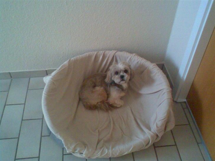 Shih tzu Emma R.I.P billede 9
