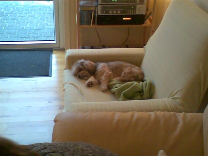 Shih tzu Emma R.I.P billede 10