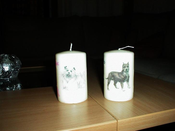 Schæferhund Svikmøllens Larus ( himmelhund ) - smarte lys billede 13