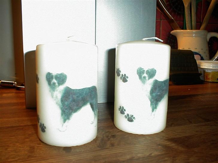 Schæferhund Svikmøllens Larus ( himmelhund ) billede 14