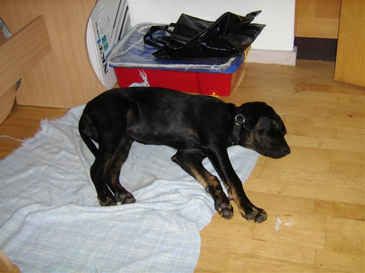 Blanding af racer Skipper - nyt fra den 3.6.07 billede 7