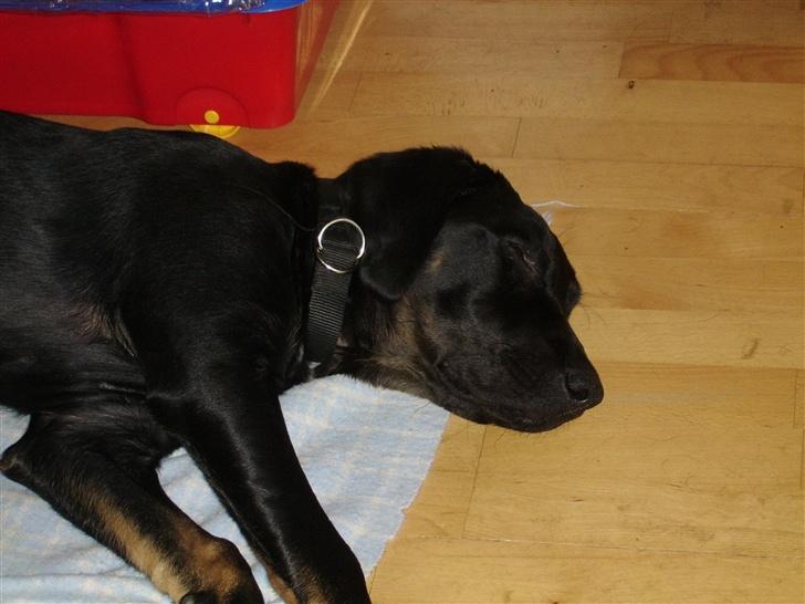 Blanding af racer Skipper - nyt fra den 2.6.07 billede 8