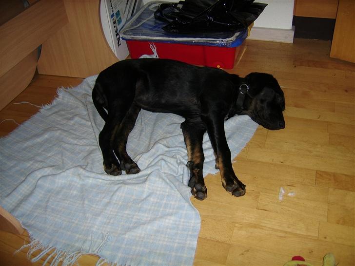 Blanding af racer Skipper - nyt fra den 2.6.07 billede 9