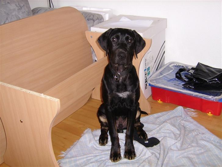 Blanding af racer Skipper - nyt fra den 3.6.07 billede 10