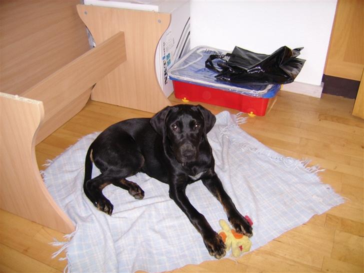 Blanding af racer Skipper - nyt fra den 3.6.07 billede 11