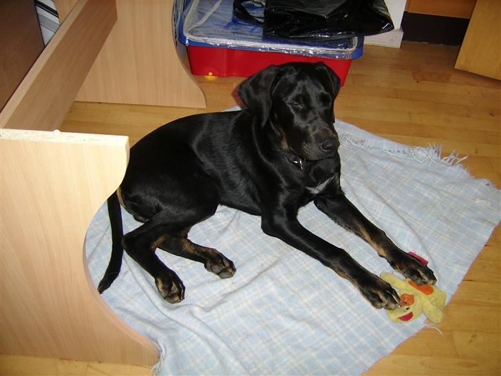 Blanding af racer Skipper billede 12