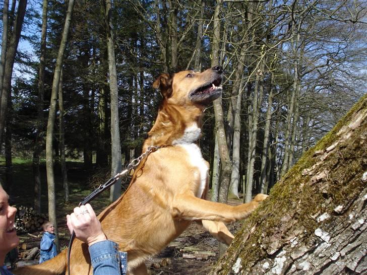 Blanding af racer Vabbe - 2008 billede 10