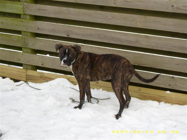 Amerikansk staffordshire terrier Dior billede 1