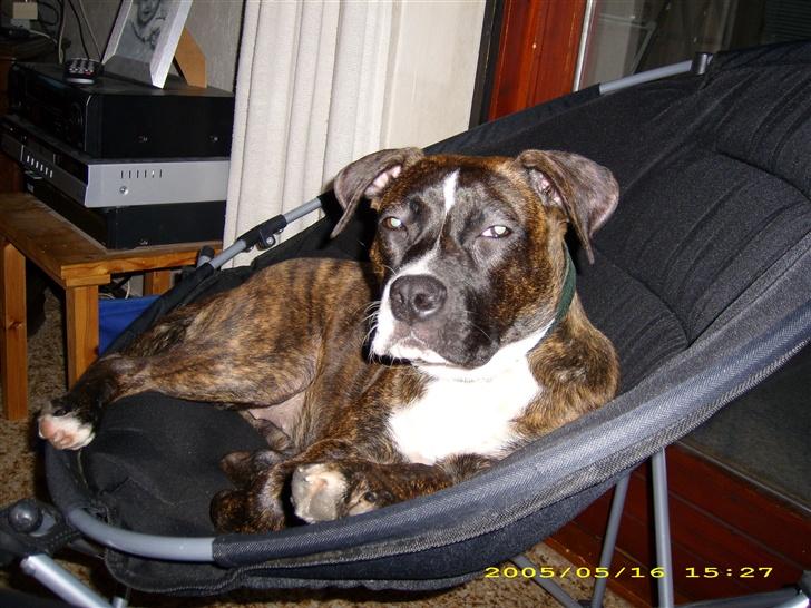 Amerikansk staffordshire terrier Dior billede 2