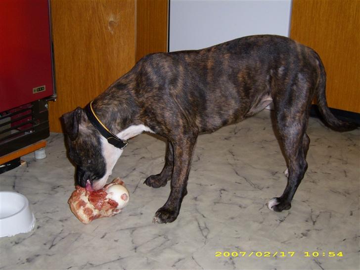 Amerikansk staffordshire terrier Dior billede 3