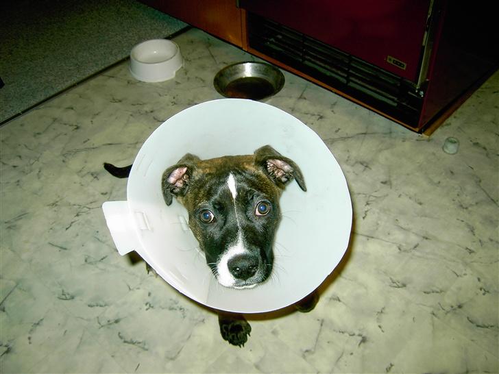 Amerikansk staffordshire terrier Dior billede 4