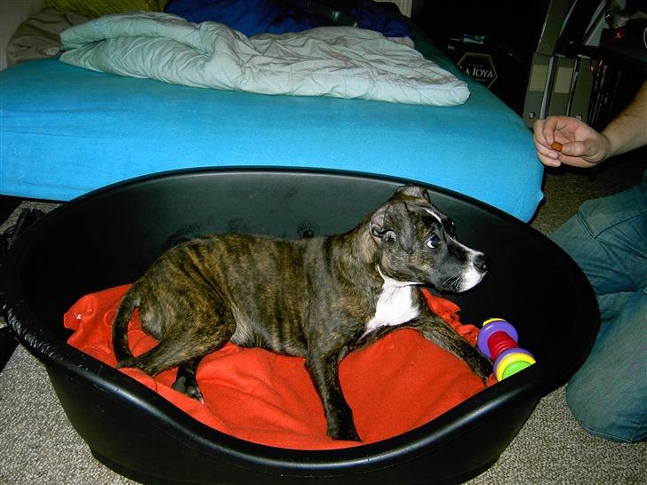 Amerikansk staffordshire terrier Dior billede 5