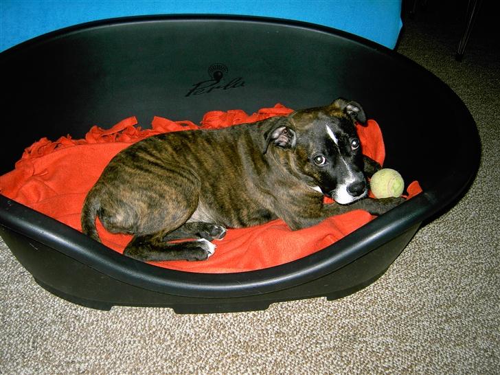 Amerikansk staffordshire terrier Dior billede 6