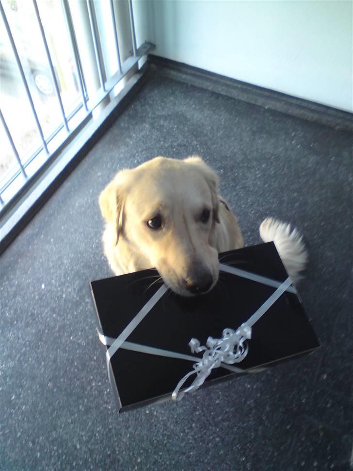 Golden retriever Malou - JEG HAR LIGE VÆRET UDE OG KØBE FØDSELSDAGSGAVE TIL FAR! desværre så han billedet, før han fik gaven ;) billede 5
