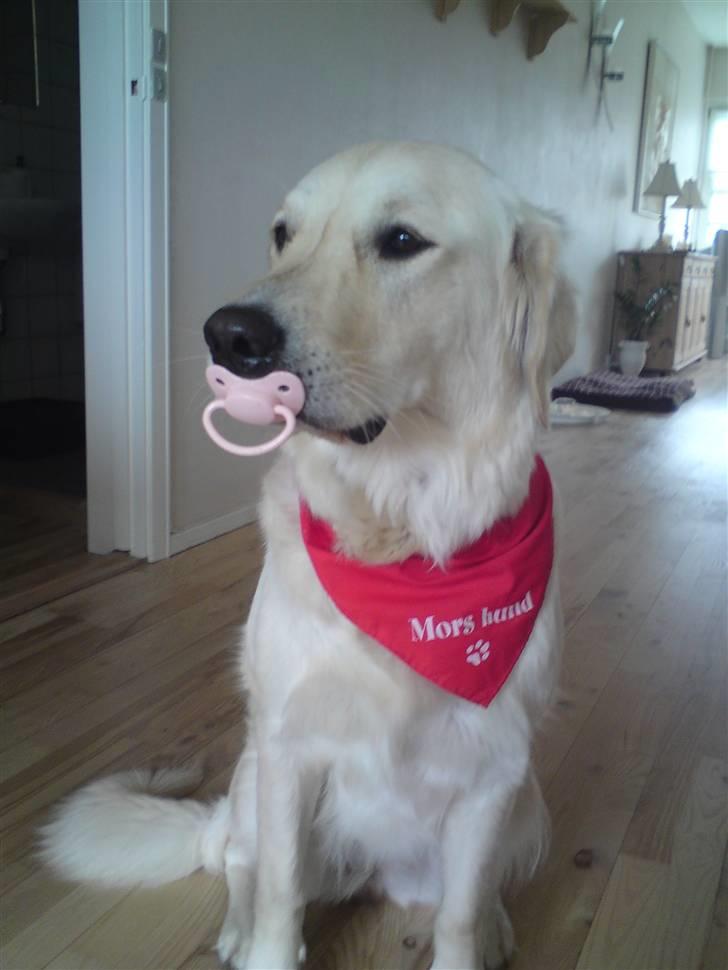 Golden retriever Malou - MED SUT OG TØRKLDE :) billede 6