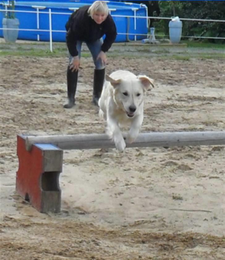Golden retriever Malou - Malou elsker at prøve nye ting. Her afprøver hun hestenes springbane. billede 7