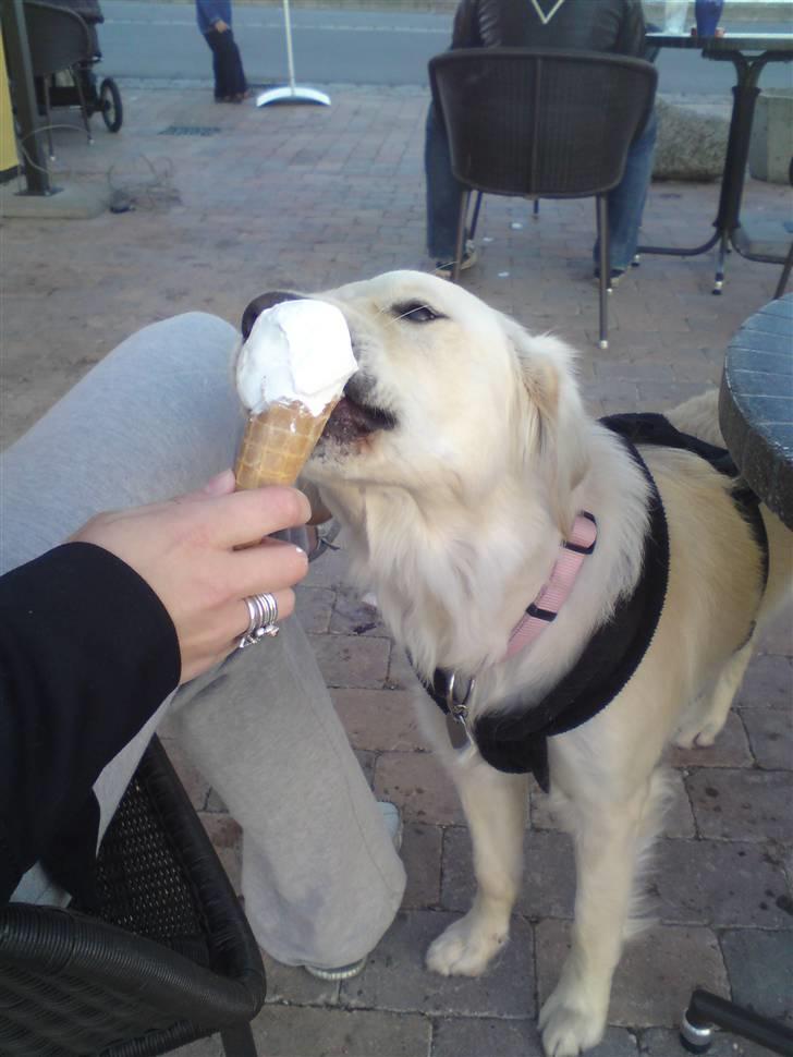 Golden retriever Malou - MUMS. HVER GANG JEG ER PÅ STRANDEN, SÅ SKAL JEG HAVE IS. OG JEG SKAL NOK MINDE DEM OM DET, HVIS DE NU SKULLE GLEMME DET ;) billede 8