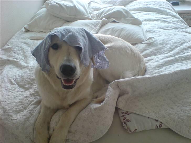 Golden retriever Malou - ER JEG SÅ BESKIDT? billede 9