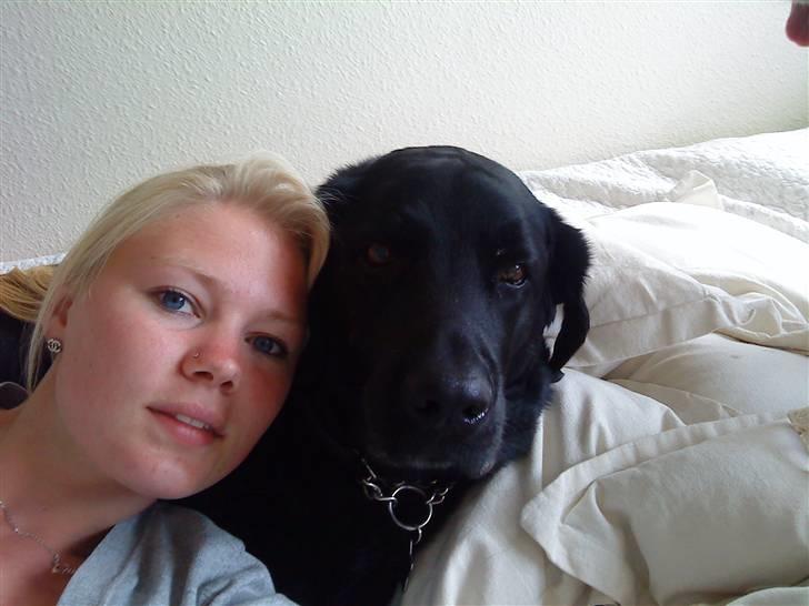 Labrador retriever Rollo <3 - JEG ELSKER DIG ROLLO-BASSE!! billede 8