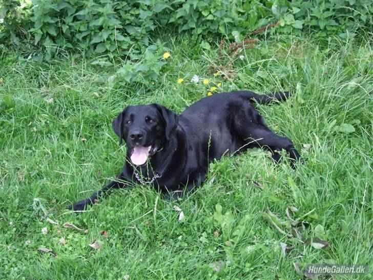 Labrador retriever Rollo <3 - PUHA. NU ER JEG ALTSÅ TRÆT. billede 9
