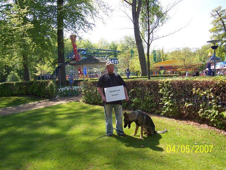 Schæferhund Heksehusets hexia de trix - Hexia ved hundens dag i tivoli friheden århus 2007 billede 1