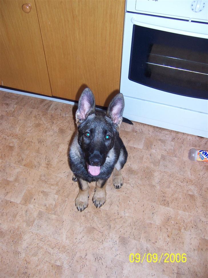 Schæferhund Heksehusets hexia de trix - er jeg ikke sød billede 2