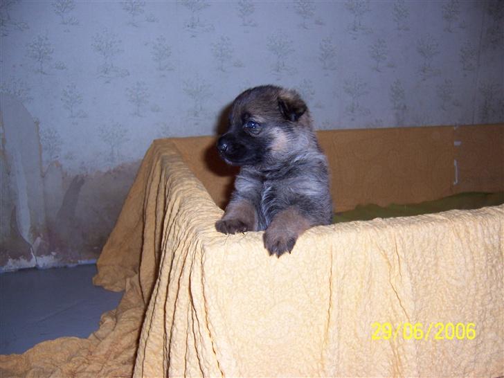 Schæferhund Heksehusets hexia de trix - Hexia i sin kurv hejmme ved heksehuset billede 3