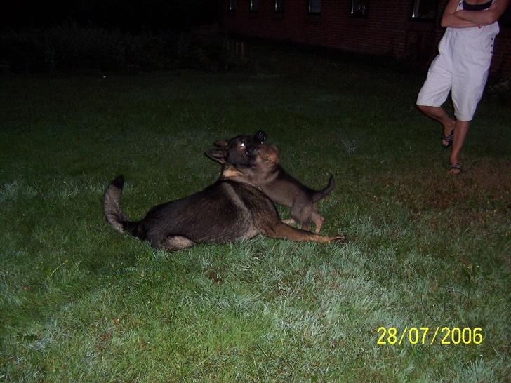 Schæferhund Heksehusets hexia de trix - første gang yanko og hexia er sammen billede 4