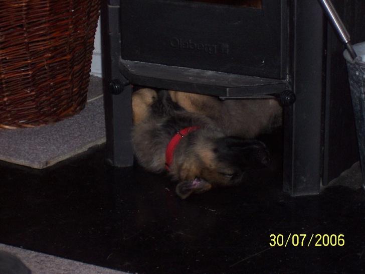 Schæferhund Heksehusets hexia de trix - Hexia træt billede 5