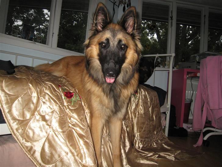 Tervueren Chico-Erik - Hovsa, Hejsa! billede 2