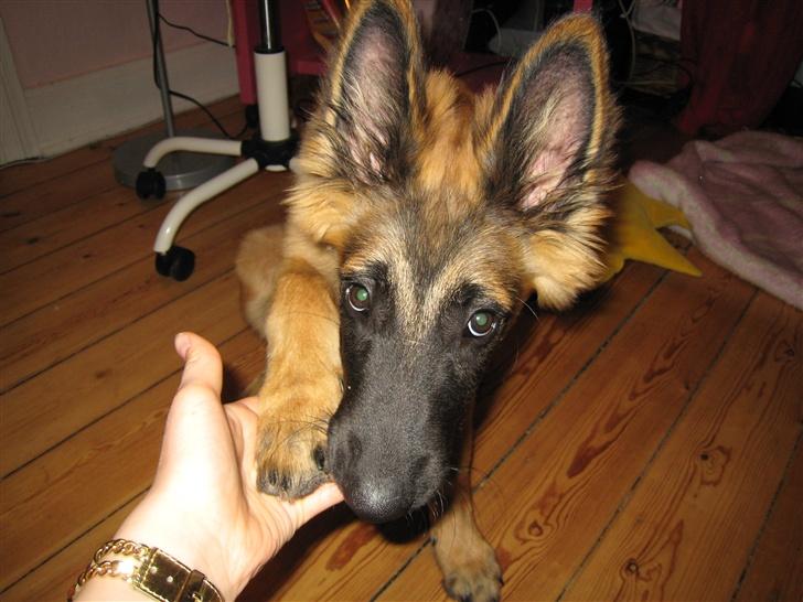 Tervueren Chico-Erik - Hahaha! Her ligner jeg en KO! billede 3