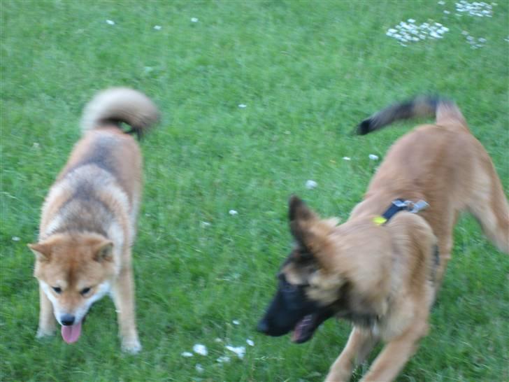 Tervueren Chico-Erik - Jaaaa!!! Mig og Tajo Leger :):):) billede 4